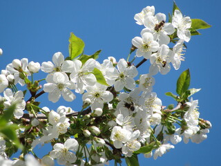 Snow-white branch of blossoming cherry
