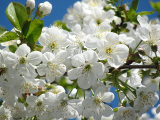 Gorgeous cherry blossoms against the sky