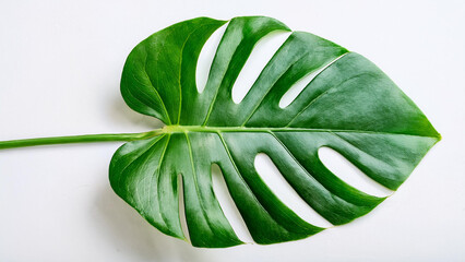 Large Green Monstera Leaf on a White Background
