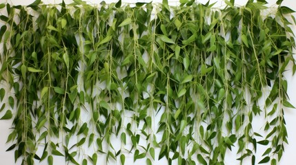 Stunning eucalyptus leaves backgrounds that highlight the serene beauty of nature s tranquility