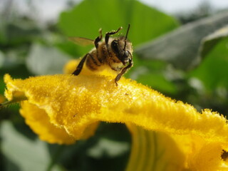 A bee with pollen on a flower