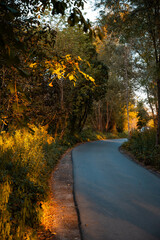 Autumn Forest with Golden Leaves
