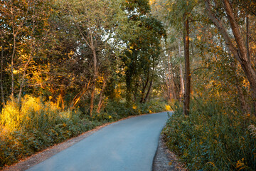 Autumn Forest with Golden Leaves