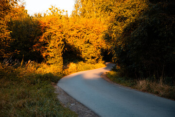 Autumn Forest with Golden Leaves