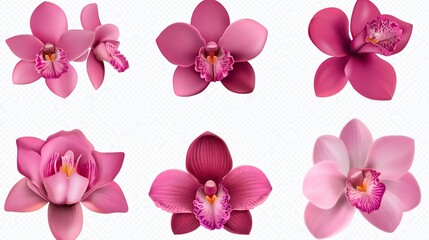 Naklejka premium A collection of six different types of pink flowers