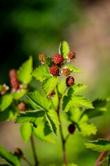 unripe red blackberry fruit on bush.