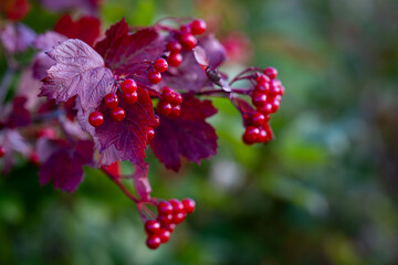 Red viburnum berries on branch in the fall garden. Guelder rose (viburnum opulus) berries and leaves outdoor in autumn. Bunch of red viburnum berries on a bush branch.