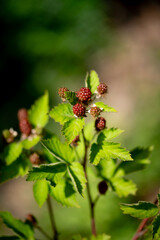 unripe red blackberry fruit on bush.