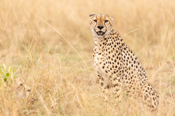 Gepard in Afrika © Nadine Haase