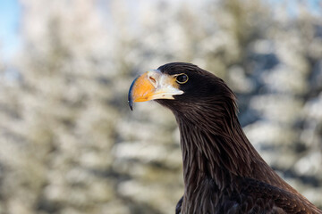 Eagle eye. Portrait of Steller's sea eagle, Haliaeetus pelagicus, in winter nature. Pacific sea eagle in frosty morning. Majestic bird of prey with large hooked beak. Heaviest eagle in the world.