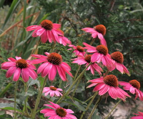 Echinacea purpurea pianta medicinale con fiori rosa porpora e centro marrone,  erbacea perenne rustica