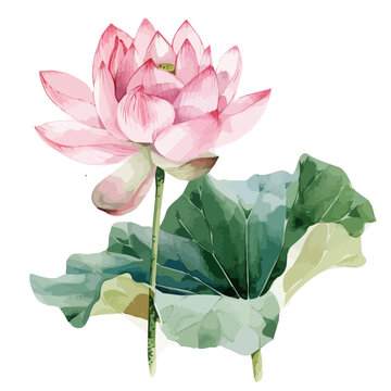recommend clip art: Watercolor clipart of Lotus flower, isolated on a white background, and Lotus vector