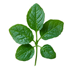  A close-up of a single purslane leaf showing its glossy, succulent texture, isolated on a transparent background.