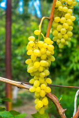 Ripe grapes