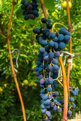 Ripe grapes