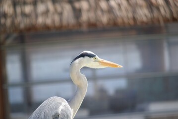 An Ardea cinerea, also known as Gray Heron, that I used to find near the shore of the beach of an island in the Maldives. Foto taken between July 17 and July 24, 2024.