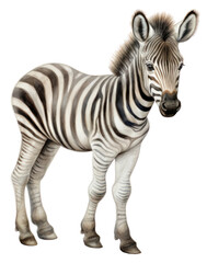 PNG Zebra wildlife animal mammal.