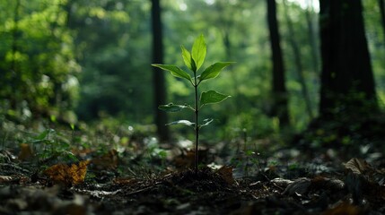 A Little Sapling in the Forest