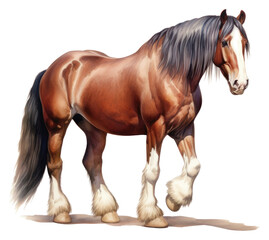 PNG Horse stallion mammal animal.