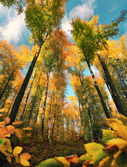 Fototapety na wymiar - Fototapeta24.pl