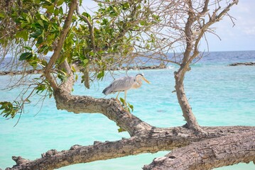 An Ardea cinerea, also known as Gray Heron, that I used to find near the shore of the beach of an island in the Maldives. Foto taken between July 17 and July 24, 2024.