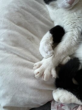 Cat paw