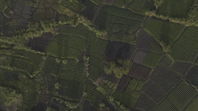 planta&ccedil;&atilde;o