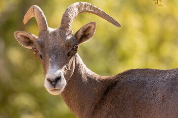 Portrait of a desert bighorn sheep ewe looking towards the camera with the sun shining from behind her and a background of out of focus leaves.