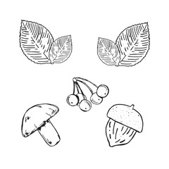  Graphic forest theme. Hand draws graphic illustrations on a white background. Graphic forest theme for design