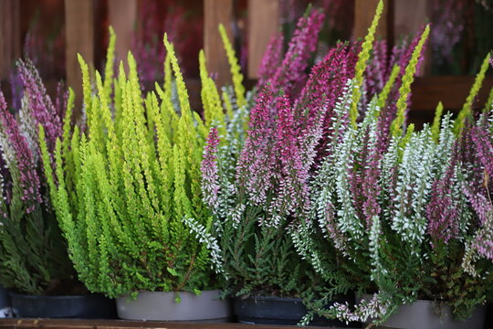 Blooming white and purple common heather. Calluna vulgaris background.