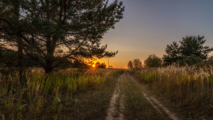 Country road through a field with tall grass and trees in the warm light of an evening sunset with a low sun, orange dawn and sunbeams. Summer-autumn landscape in 16:9 format