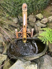 Bamboo water fountain in a Japanese garden. The bamboo spout pours water into a stone basin surrounded by lush greenery and rocks, creating a peaceful and natural atmosphere