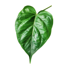 Close-up image of a vibrant green leaf isolated on a white background, showcasing its natural texture and detailed veining.