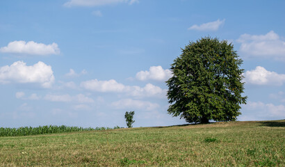 linden tree in late summer on a hill