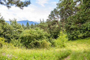 clearing in Drunken Forest, Dilijan National Park