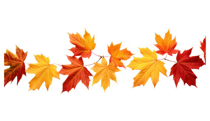 PNG  Fall leaves backgrounds maple plant.