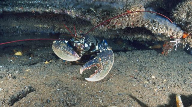 Blue Lobster in a wreckage - Atlantic France