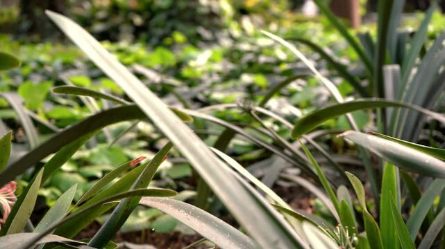 Panning among orange Clivia plants, Clivia miniata. or cape lily.