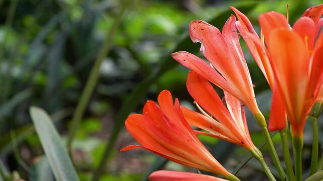 Orange clivia, Clivia miniata. or Cape lily.