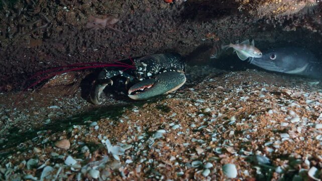 Blue Lobster in a wreckage with a conger - Atlantic France