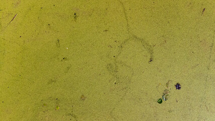 Aerial view of the moss-covered lake.