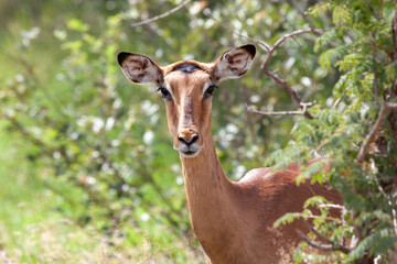 Impala looking straight ahead, head with blurred background