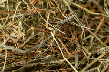 Dehydrated Dried Grass for hay production in agriculture