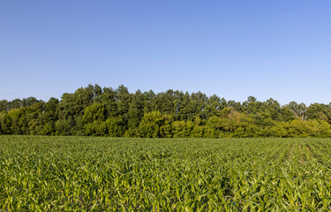a field with green corn foliage in the summer sunset