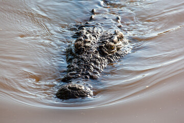 Crocodile very close