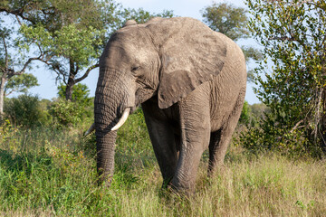 Obraz premium Elephant