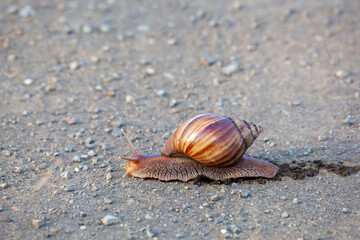Giant Snail on a dirt road