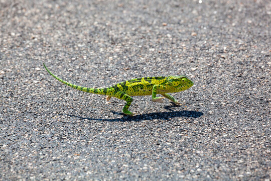 Flap necked Chameleon