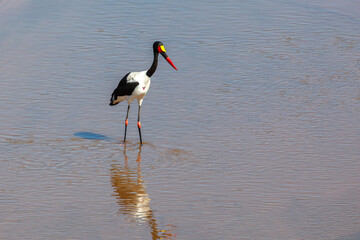 Saddle-billed Stork standing in water