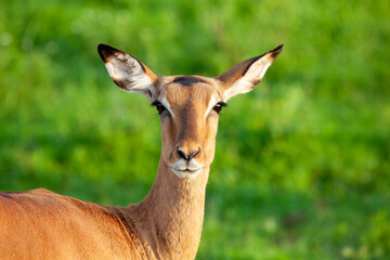 Impala facing camera, head with blurred background